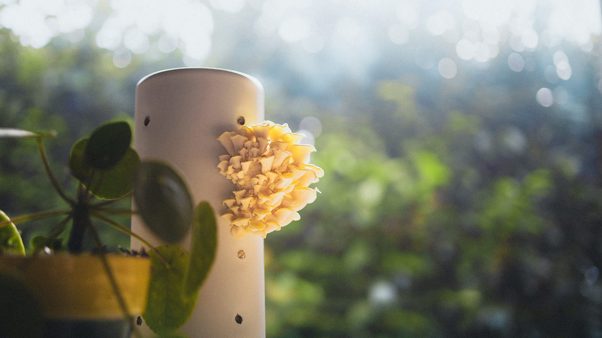 Bloom in use mushrooms