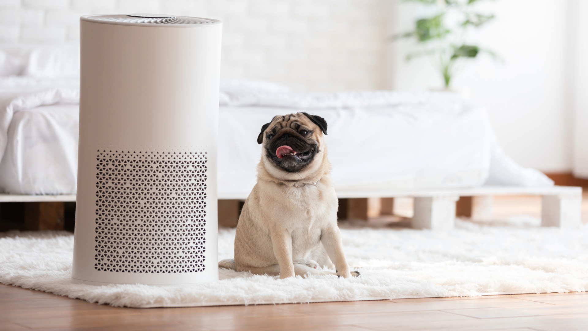 dog by air purifier